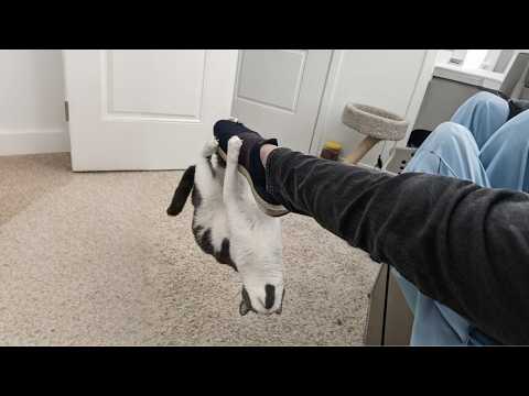 Видео: Заведите КОТА... будет весело, говорили они! 😂