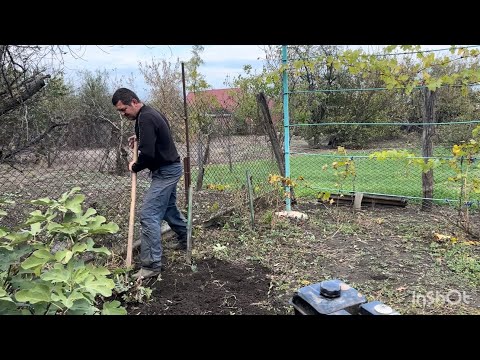 Видео: Работаем на участке.Коля убирает инжир ,пашет огород .А я готовлю вкусные зразы с сыром !#Наши дела!