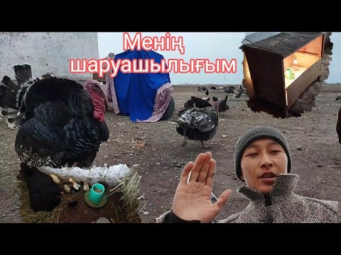 Видео: Балапандар шығып жатыр / шаруашылықтағы жаңалық