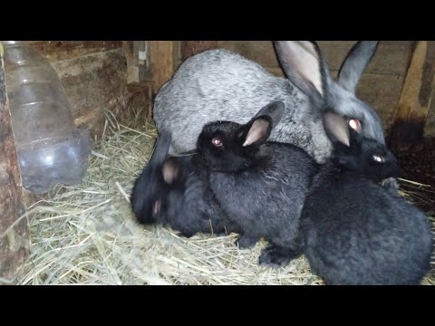 Видео: Профилактика от кокцидиоза у кроликов 🐇