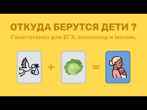 Видео: Гаметогенез для ЕГЭ, олимпиад и жизни.