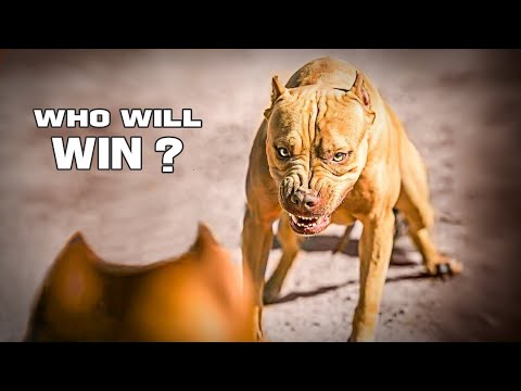 Видео: Питбуль против Амстаффа