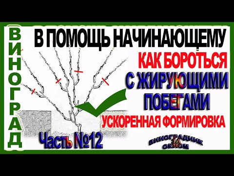 Видео: 🍇 Жирующие побеги на винограде. Как с ними бороться. Почему это плохо. Школа виноградаря Часть №12
