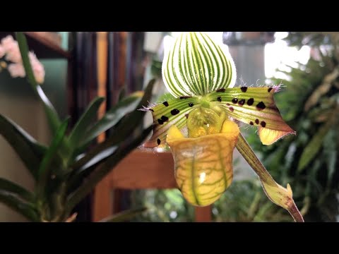 Видео: Paphiopedilum venustum. Angraecum Lady Lisa. Посадка пафиопедилум в корни папоротника (триферн)