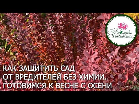 Видео: Осенняя обработка сада и огорода от вредителей.  Готовим участок к весне без химии