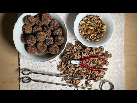 Видео: Чёрный орех. Black walnut