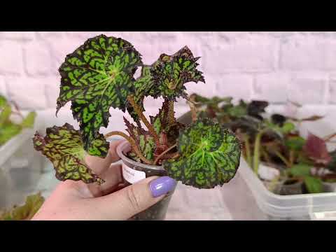 Видео: Наборы бегоний на 3.08.24 + набор папоротников.