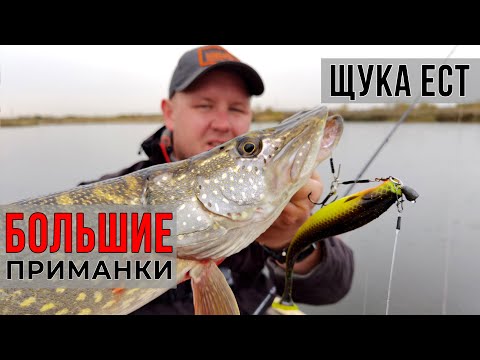 Видео: БОЛЬШИЕ ПРИМАНКИ на осеннем торфянике / Рыбалка в Подмосковье!