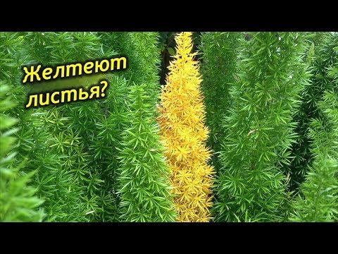 Видео: Почему желтеет и осыпается аспарагус? Что делать? Как спасти растение?