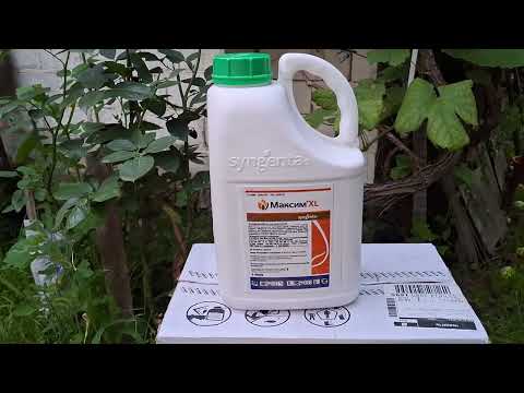 Видео: Це полегшить процес вирощування часнику! Мінімум препаратів які знадобляться на осінній період.