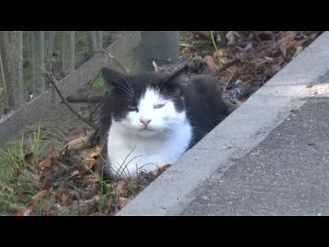 Видео: Западная Двина. Август 2019