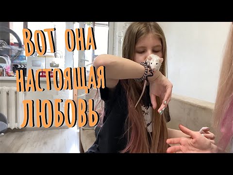 Видео: ВЛОГ: Кира мне доверила крысу Марта 😱. Челленд Баттл лучший дом Майнкрафт.Я УСТАЛА!