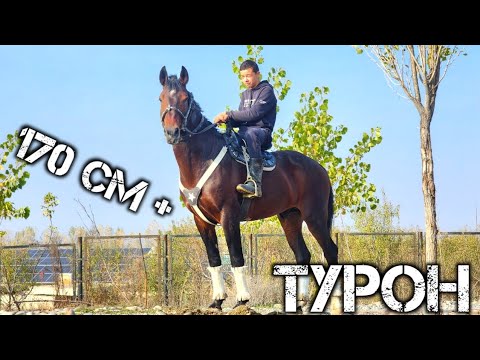 Видео: УМИДЖОН АКАДАН ОТНИГ КУЧЛИК ТУРОН СОТИЛАДИ  !..