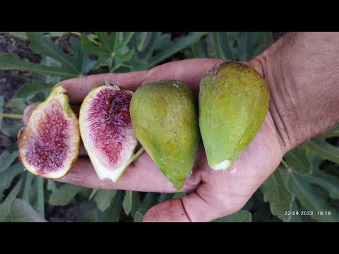 Видео: Инжир Далматский.