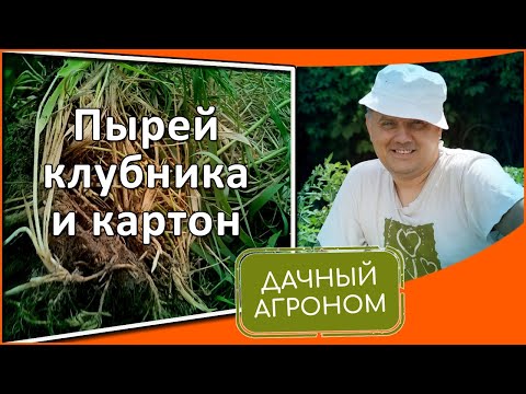 Видео: Как мы избавляемся от сорняков 5 ПРОСТЫХ ПРАВИЛ Дачного агронома