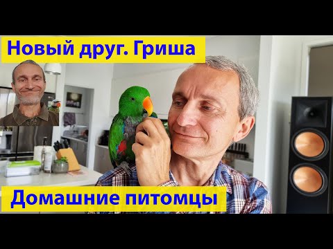 Видео: В охапку с попугаем! Благородный эклектус. (видео 463)