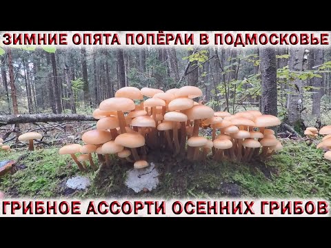 Видео: ❗ЗИМНИЕ ОПЯТА ПОПЁРЛИ В ПОДМОСКОВЬЕ 2 ОКТЯБРЯ 2021.👉ГРИБНОЕ АССОРТИ ОСЕННИХ ГРИБОВ🍄ЕМ МОКРУХУ ЕЛОВУЮ