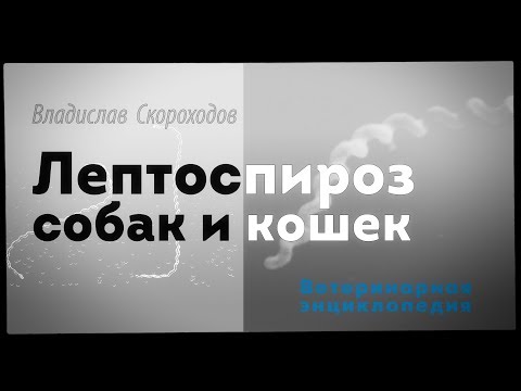 Видео: Лептоспироз собак и  кошек