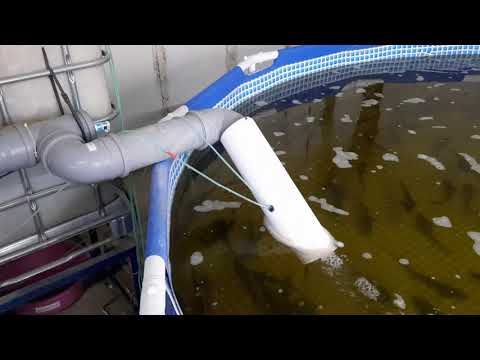 Видео: биофильтр и подпитка кислородом узв