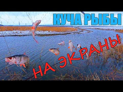 Видео: ЭКРАНЫ СНОВА ТРЕЩАЛИ. Канавы полные рыбы.