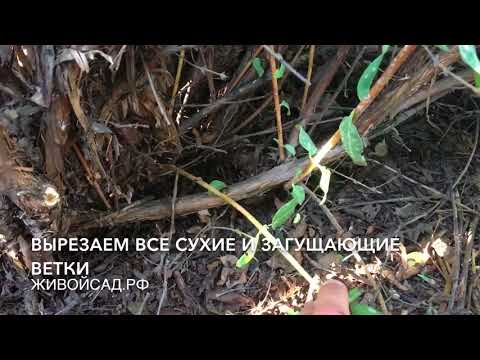 Видео: Обрезка жимолости