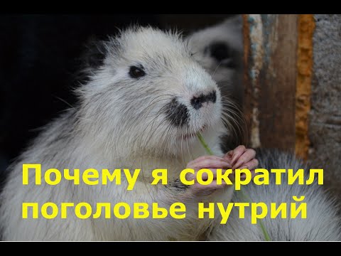 Видео: Почему я сократил поголовье нутрий.