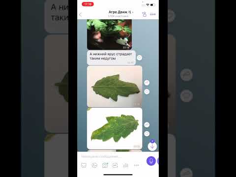 Видео: Серая гниль томата и фузариоз огурца