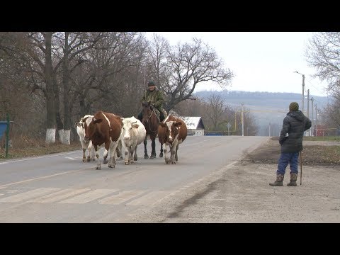 Видео: «Сельский порядок». Кочегуры Чернянского района (20.11.2019)