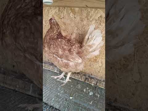 Видео: Куры хрипят чихают открывают рты чем лечить