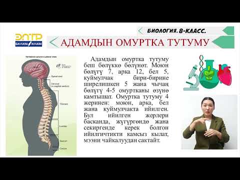 Видео: ТАЯНГЫЧ ЖАНА КЫЙМЫЛДАТКЫЧ СИСТЕМАСЫ БУЛЧУҢ