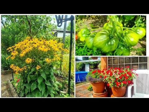 Видео: А у вас такие томаты есть? Дача в Германии 