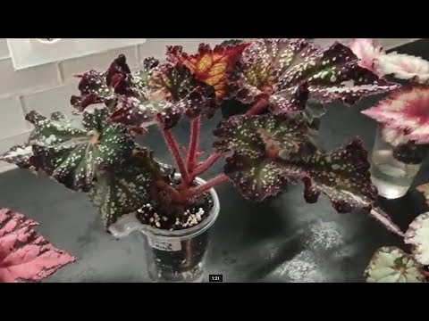 Видео: Когда пора пересаживать бегонии - 2, состав грунта для фитильного полива. мокрая земля.