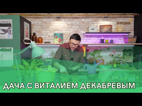 Видео: Дача с Виталием Декабревым Сезон 3 / Выпуск 1