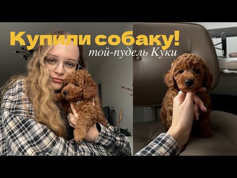 Видео: Купили той-пуделя: первые дни с собакой