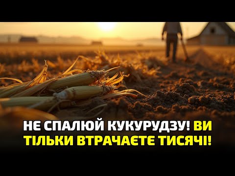 Видео: Кукурудзяне бадилля — золото під ногами! Як з відходів зробити найкраще добриво!