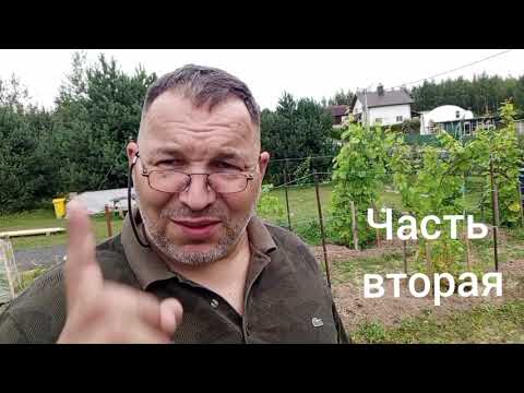 Видео: В гостях на винограднике у Павла Алькина 2 часть, 12 Сентября 2025г