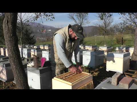 Видео: Первые потери ((( минус ещё одна пчелосемья (((( 10.11.2020