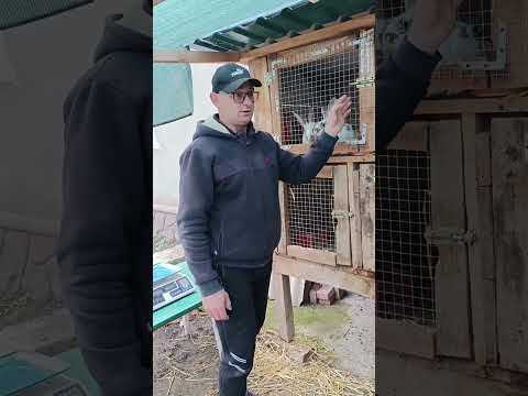 Видео: ВЕС КРОЛИКОВ В 2 МЕСЯЦА 