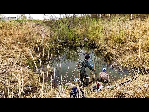 Видео: Закинул ПОПЛАВОК в ЛУЖУ!!! ЭТОГО мы НЕ ОЖИДАЛИ - БЕШЕННЫЙ КЛЁВ КАРАСЯ