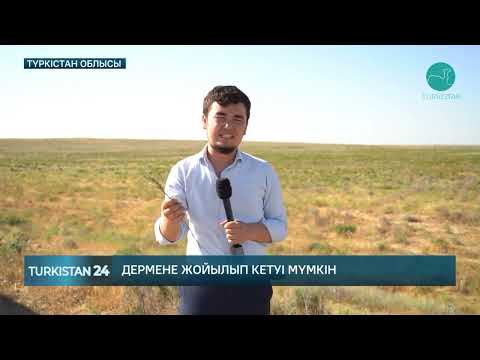 Видео: Дермене шөбі жойылып кетуі мүмкін