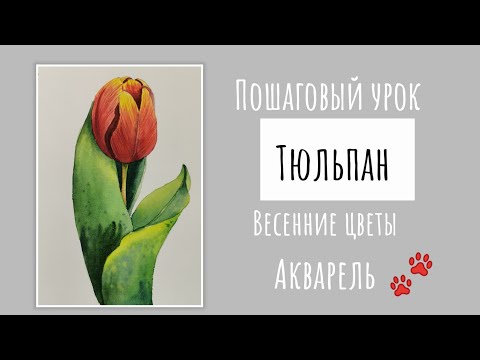 Видео: КАК НАРИСОВАТЬ ТЮЛЬПАН. АКВАРЕЛЬ. СКЕТЧ.