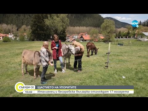 Видео: ЩАСТИЕТО НА УПОРИТИТЕ: Италианец и бесарабска българка отглеждат 17 магарета - Събуди се...