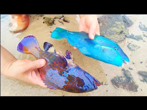 Видео: Тайфун выбросил на берег глубоководную рыбу. Жемчужный пляж. Улитка кошачий глаз