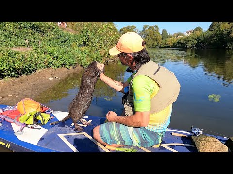 Видео: В гости на SUP к нутриям