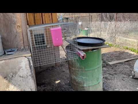 Видео: В вольер для содержания кроликов пришла весна. Содержание и размножение кроликов. Дачная Жизнь ТВ.