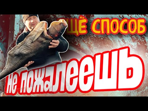 Видео: Попробуйте обязательно! Второй супер рецепт засолки толстолобика и не только.