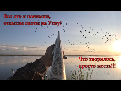 Видео: Тысячи уток и бакланов! Самое яркое открытие охоты на Утку 2023!