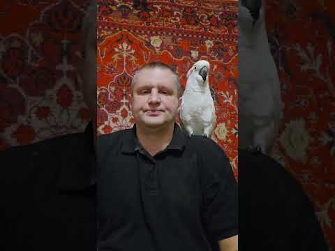 Видео: КАКОГО ПОПУГАЯ ВЫБРАТЬ, ЕСЛИ ЕСТЬ 3500 долларов?