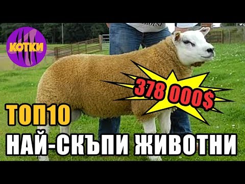 Видео: Топ 10 най-скъпи животни на света