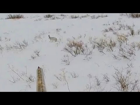 Видео: охота на зайца " предновогодняя охота ".